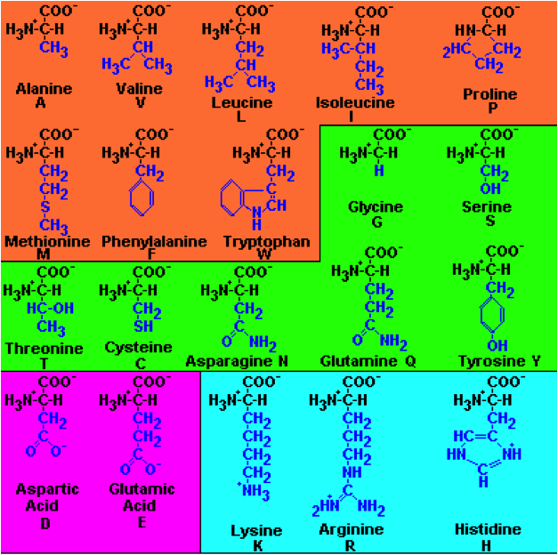 Amino Acids