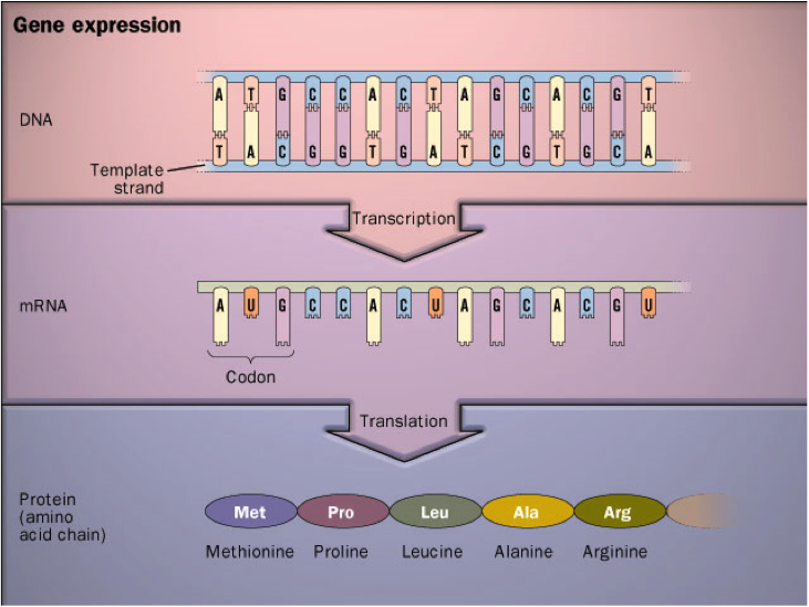 Central Dogma