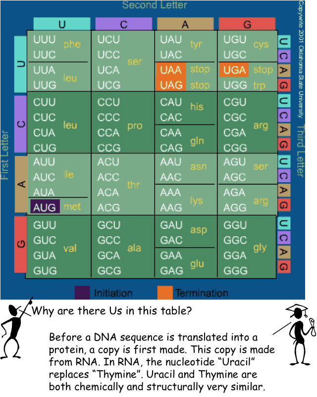 Codons