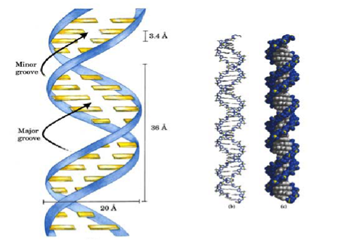 DNA Grooves