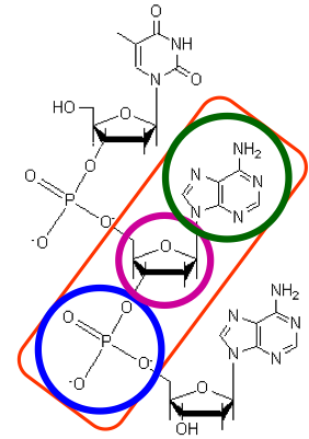 DNA