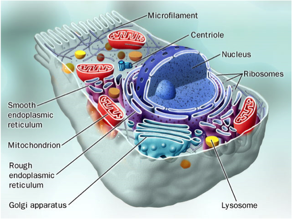 Eukaryote