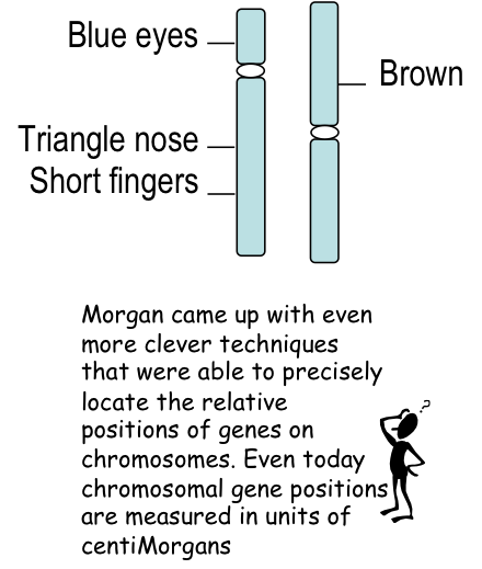 Genetic Map