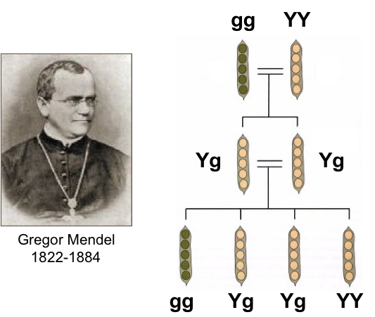 Gregor Mendel