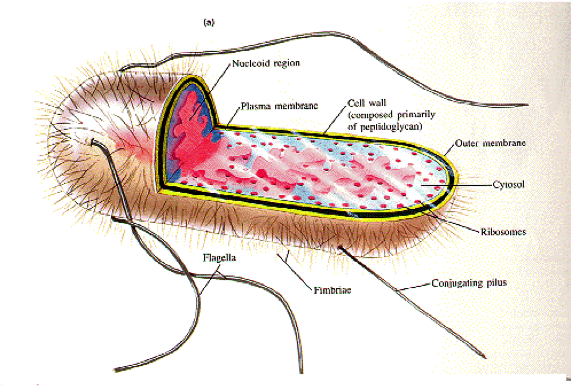 Prokaryote