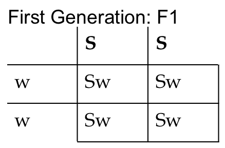 Punnett Square of F1 cross