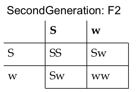 Punnett Square of F2 cross