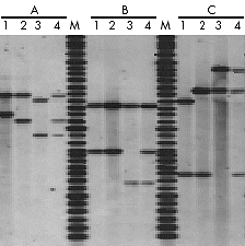 DNA Fingerprint